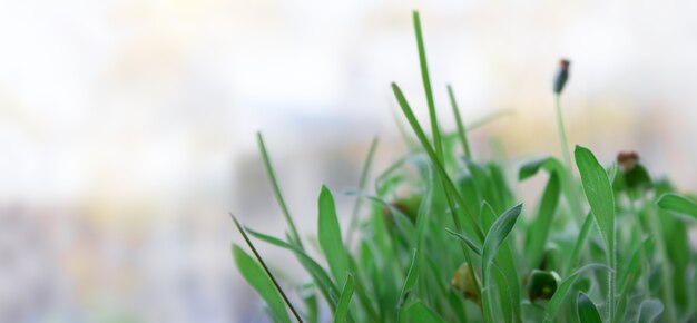 Erba germogliata verde fresca su uno spazio vago del fondo per testo