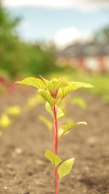 野原の春の野菜の新緑の芽ソフト フォーカス