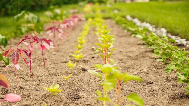 Fresh green sprouts of vegetables in spring on the field soft focus