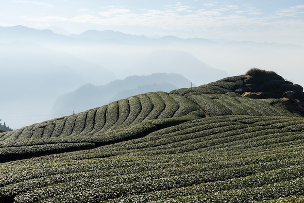 Fresh green tea field in Shizhuo Trails at Alishan of Taiwan