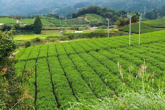 Fresh Green Tea field
