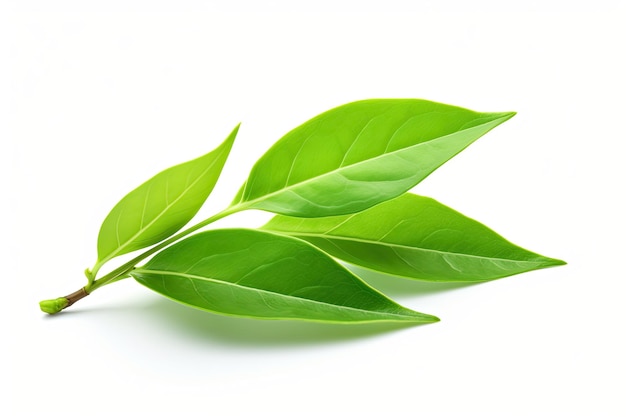 Fresh green tea leaf isolated on white background