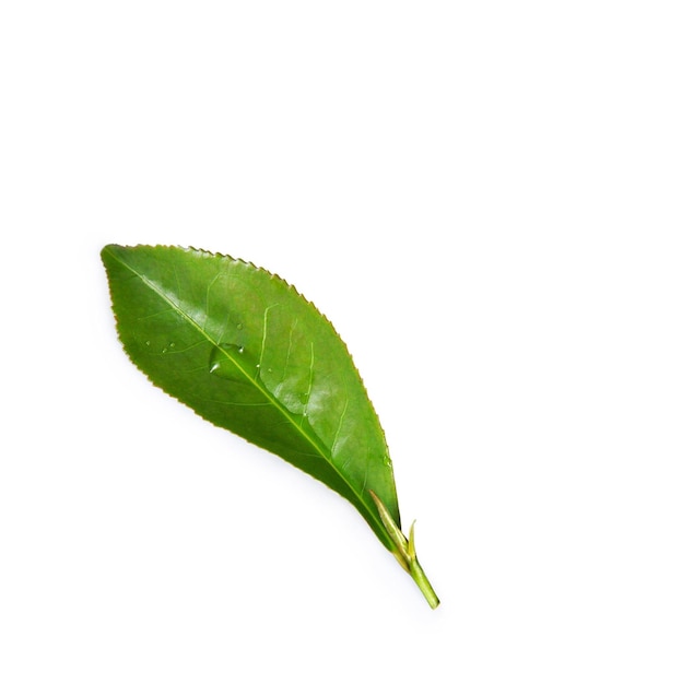 Fresh Green tea leaf on white Background