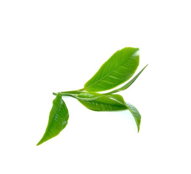 Fresh green tea leaf on white wall