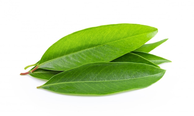 Fresh green tea leaves and dry on white wall