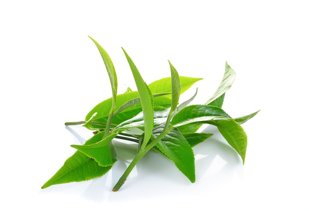 Fresh green tea leaves isolated