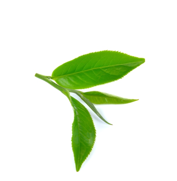 Fresh green tea leaves isolated