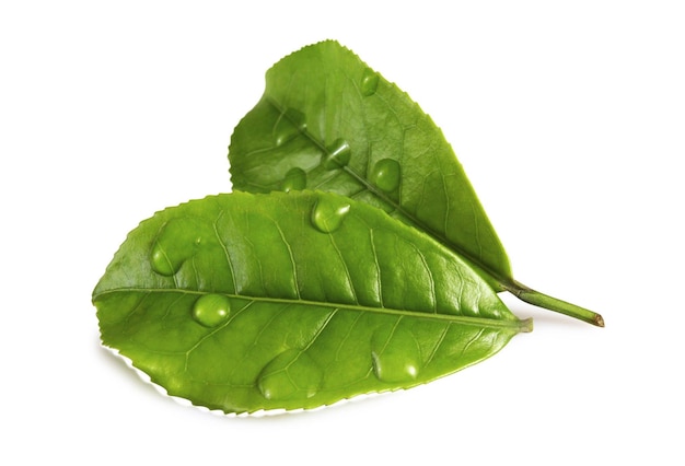 Fresh Green tea leaves with clipping path