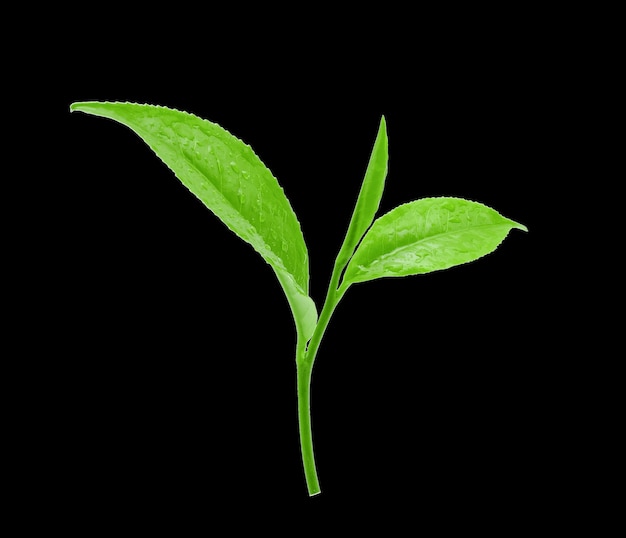 Fresh green tea leaves with drops of water