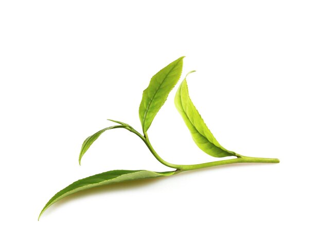 新鮮な緑茶の葉