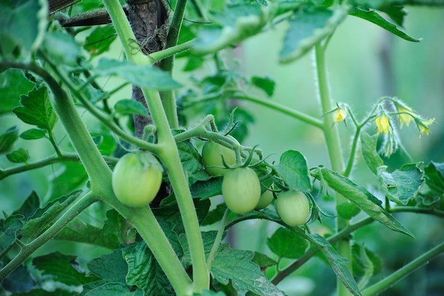 Fresh green tomatoes in a garden close up