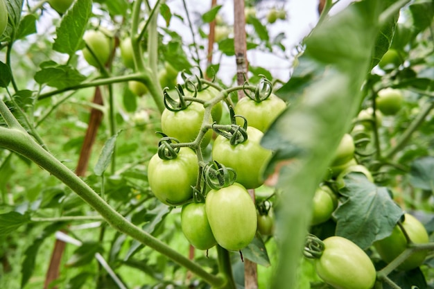 収穫の準備ができている庭の緑のトマトの庭の束で育つ新鮮な緑のトマト