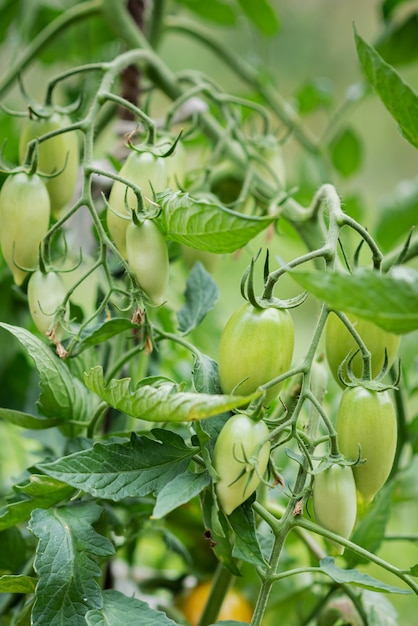 Fresh green tomatoes ripen on the bushes in the summer village