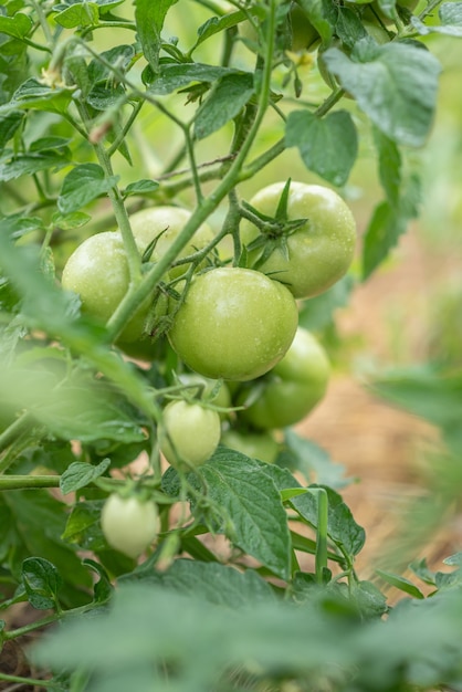 На кустах в летнем поселке созревают свежие зеленые помидоры