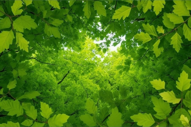 Fresh green tree leaves frame Natural background