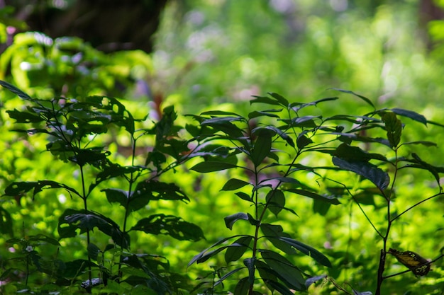 新鮮な緑の木はフォトフレームを残します自然なぼかしの背景