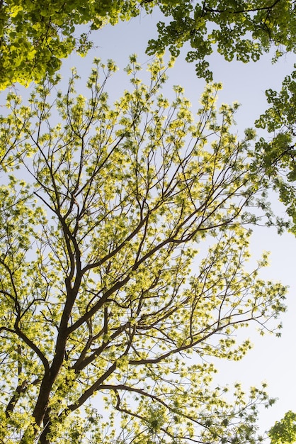 Fresh green trees and blue sky and clouds. Green trees and panoramic sky. View from the ground. Stock photo