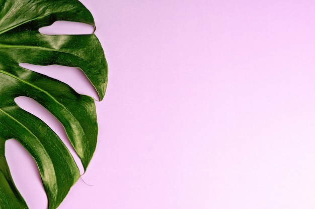 Fresh green  tropical Monstera leaf on purple background