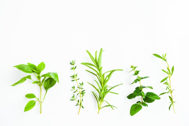 Fresh green twigs of herbs isolated on white. Green plants in a row as a minimal concept of nature