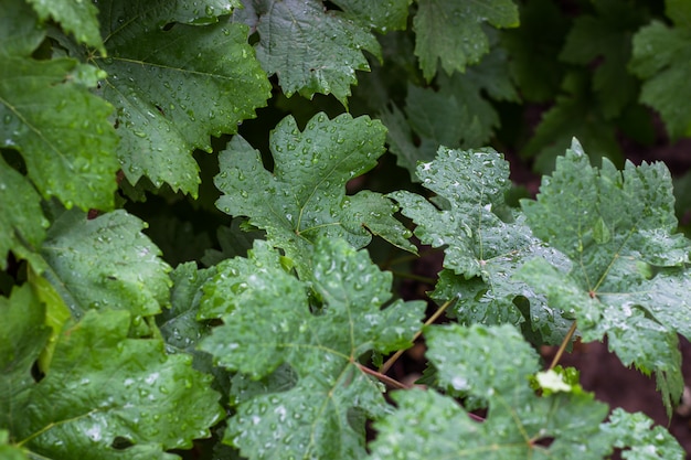 Fresh green vines. Summer time in the vineyard. A young branch of grapes in nature. Grapevines