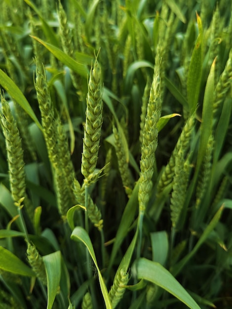 Fresh green wheat field during summer day.