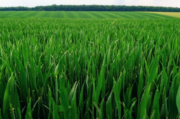 Fresh green wheat sown in the field Agricultural land