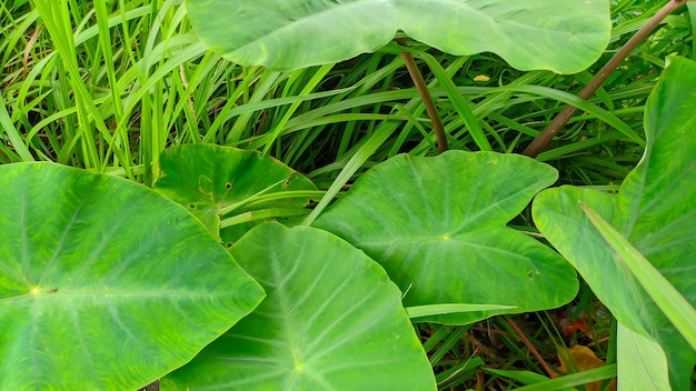 신선한 녹색 야생 타로 잎 또는 라틴어 이름 Colocasia esculenta