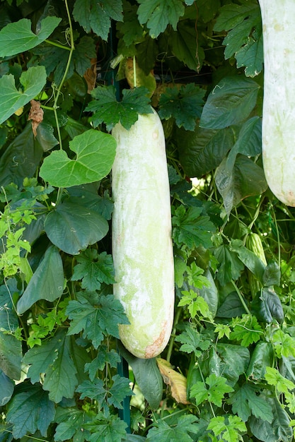 Photo fresh of green winter melon on the tree