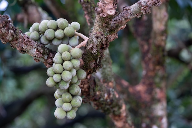 신선하고 녹색 울 런공, 열대 과일 longkong (Lansium)