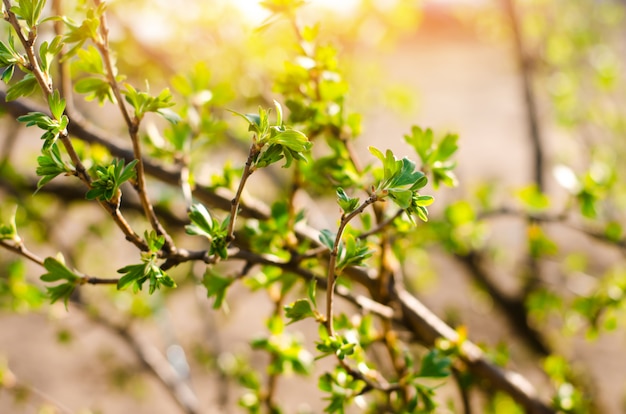 Fresh green young branches and currant leaves, the concept of spring, a green bush.