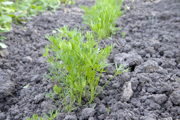 Fresh green young carrot tops growing vegetables in the open ground on fertile soil the concept of agriculture