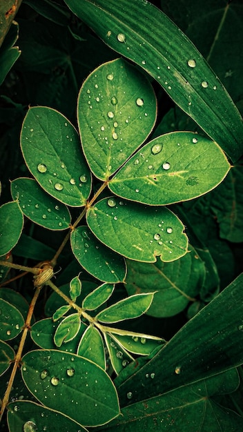 fresh green
