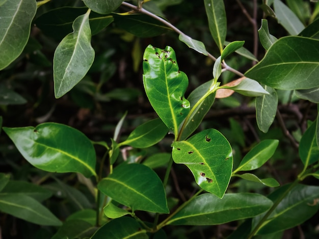 Fresh greenleaves with small holes eaten by pests