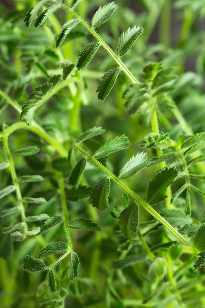 Fresh greens on the wooden board against black