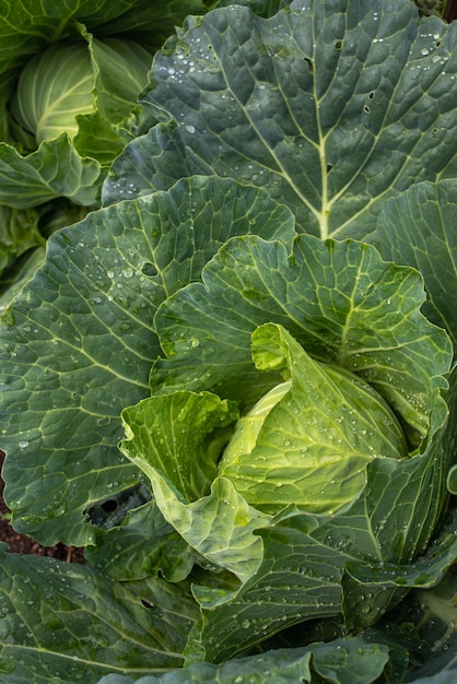 Fresh ground cabbage close up Organic vegetables from the farm Head of cabbage