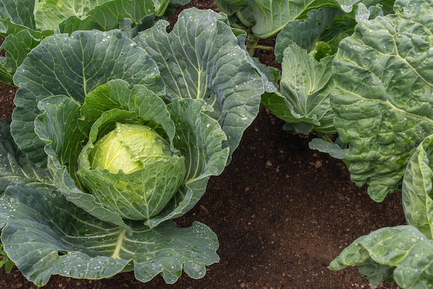 写真 挽きたてのキャベツが農場からの有機野菜をクローズアップキャベツの頭