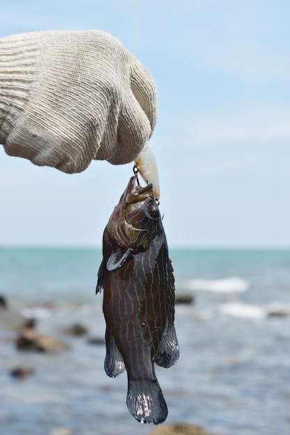 Свежая рыба групер с рукой на море