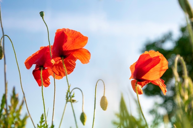 Fresh growing flowers of poppies red with a blue sky as background with space for copy