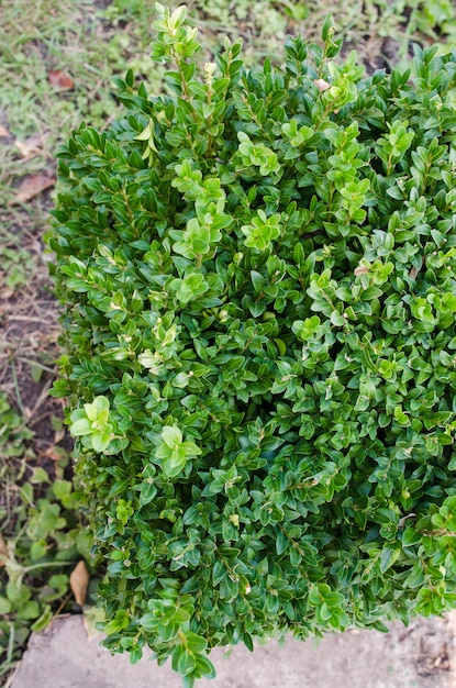 Cespugli verdi freschi crescenti del buxus. buxus sempervirens.