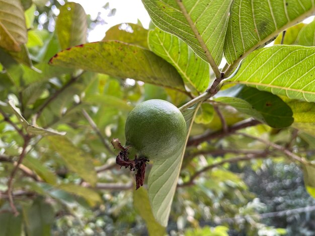 新鮮なグアバが木の枝に