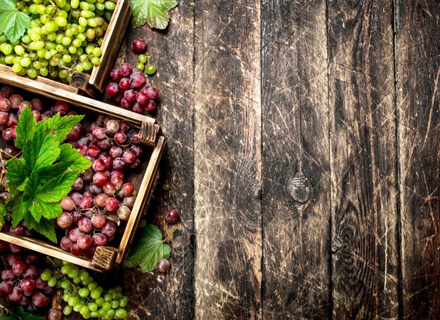 Fresh harvest of grapes in boxes