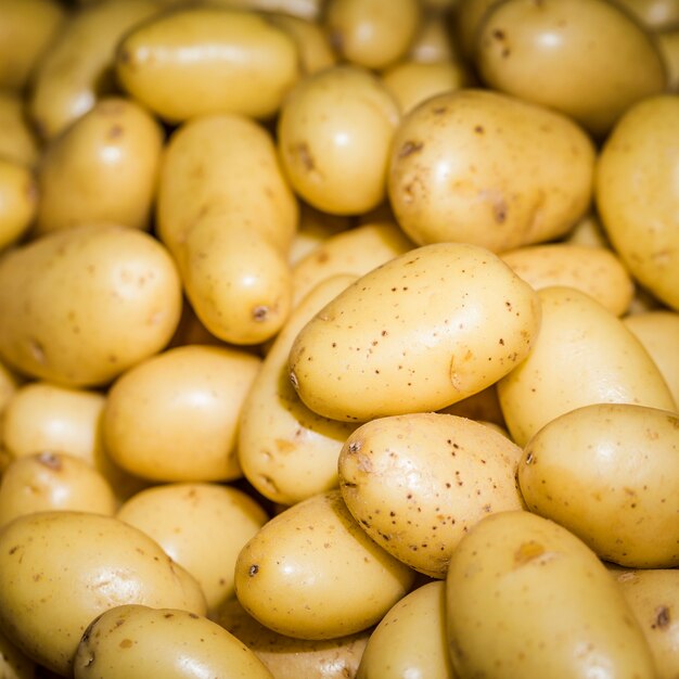 Fresh harvest healthy potatoes