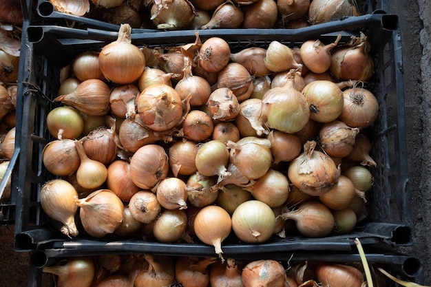 Fresh harvest of Onions in a box Overhead view