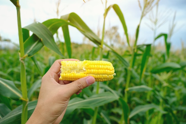 Fresh harvest sweet corn cob with hand holding for eating fresh at farm