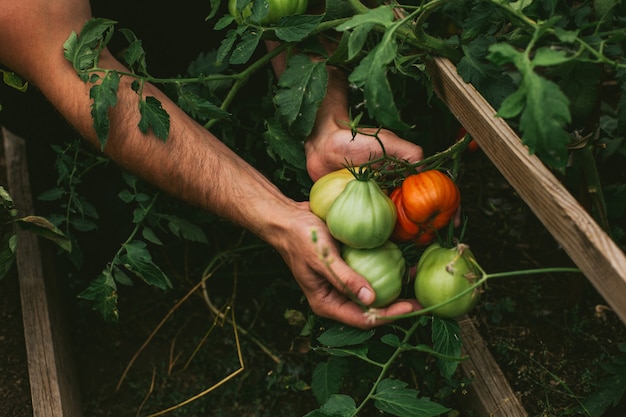 Raccolto fresco di pomodori nelle mani di un contadino.