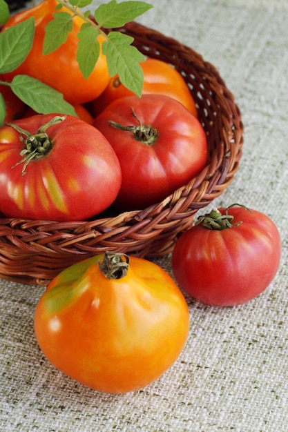 Fresh the harvest of tomatoes in the woven basket