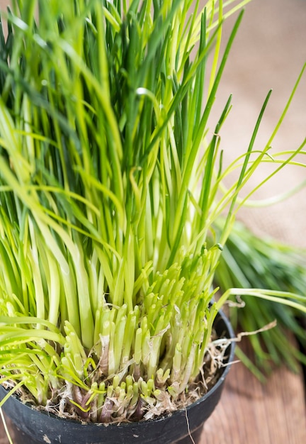 Fresh harvested Chives