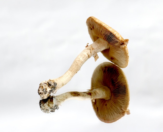 fresh harvested mushroom