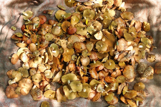 Photo fresh harvested mushrooms filled of sunlight. suillus luteus.