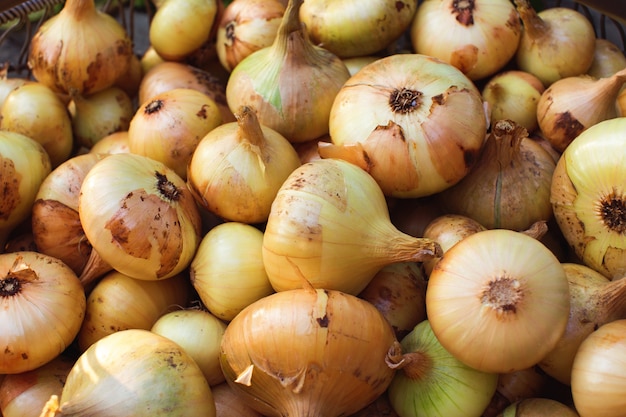 Fresh harvested onion background